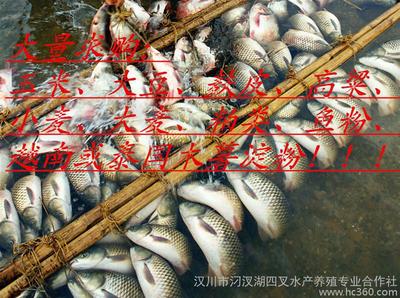 汉川汈汊湖青鱼养殖 从细节图到品质保障的美味之道
