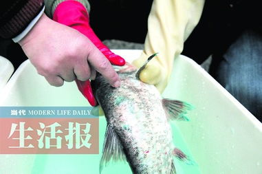 广西启动全国食品安全宣传周 筑起水产品养殖的“防波堤”