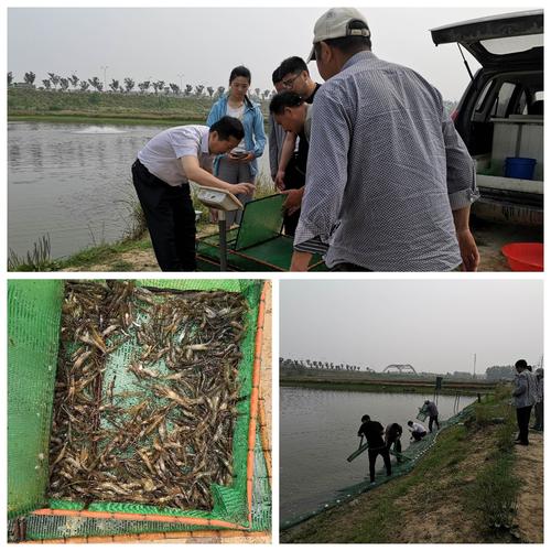 保障水产品供应 养殖业的挑战与应对策略